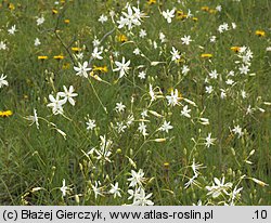 Anthericum ramosum (pajęcznica gałęzista)