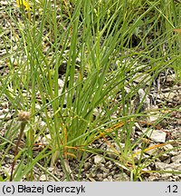 Anthericum ramosum (pajęcznica gałęzista)