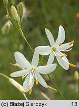 Anthericum ramosum (pajęcznica gałęzista)