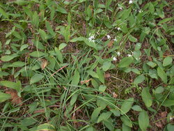 Anthericum ramosum (pajęcznica gałęzista)