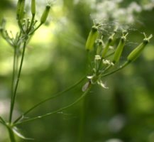 Anthriscus nitida (trybula lśniąca)