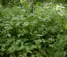 Anthriscus nitida (trybula lśniąca)