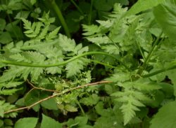 Anthriscus nitida (trybula lśniąca)