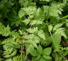 Anthriscus nitida (trybula lśniąca)