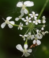 Anthriscus nitida (trybula lśniąca)