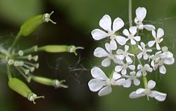 Anthriscus nitida (trybula lśniąca)