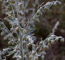 Artemisia absinthium