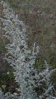 Artemisia absinthium