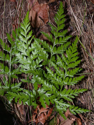 Asplenium adiantum-nigrum (zanokcica ciemna)