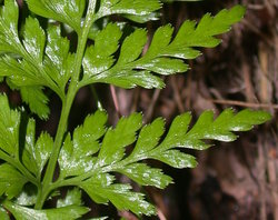 Asplenium adiantum-nigrum (zanokcica ciemna)