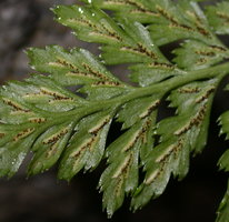 Asplenium adiantum-nigrum (zanokcica ciemna)