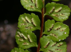 Asplenium adulterinum (zanokcica serpentynowa)