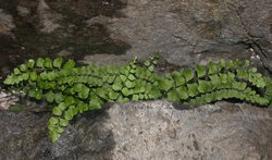 Asplenium adulterinum (zanokcica serpentynowa)