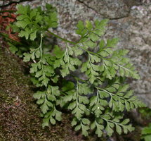 Asplenium cuneifolium (zanokcica klinowata)