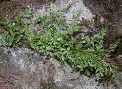 Asplenium cuneifolium (zanokcica klinowata)