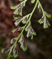 Asplenium cuneifolium (zanokcica klinowata)