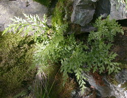 Asplenium cuneifolium (zanokcica klinowata)