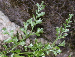 Asplenium cuneifolium (zanokcica klinowata)