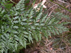 Asplenium adiantum-nigrum (zanokcica ciemna)