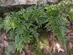 Asplenium adiantum-nigrum (zanokcica ciemna)