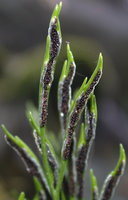 Asplenium septentrionale (zanokcica północna)