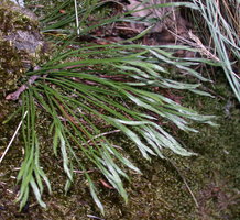 Asplenium septentrionale (zanokcica północna)