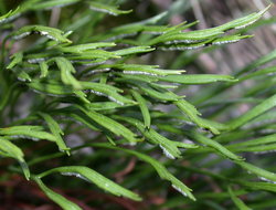 Asplenium septentrionale (zanokcica północna)