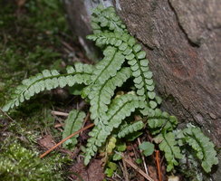 Asplenium viride (zanokcica zielona)