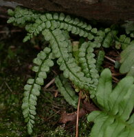 Asplenium viride (zanokcica zielona)