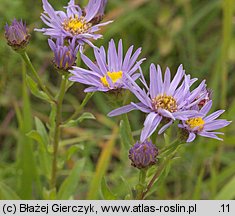 Aster amellus (aster gawędka)