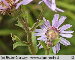 Aster amellus (aster gawędka)