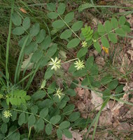 Astragalus glycyphyllos