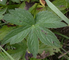 Astrantia major (jarzmianka większa)