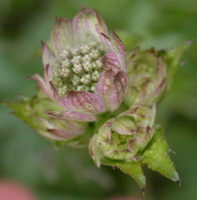 Astrantia major (jarzmianka większa)