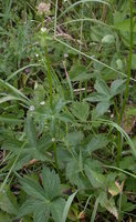 Astrantia major (jarzmianka większa)