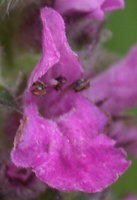 Stachys officinalis