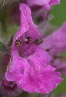 Stachys officinalis