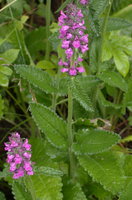 Stachys officinalis