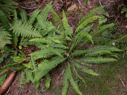 Blechnum spicant