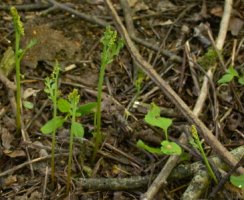 Botrychium matricariifolium (podejźrzon marunowy)