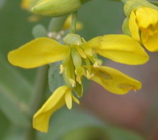 Brassica napus