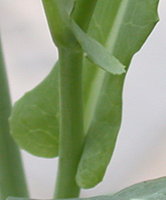 Brassica napus