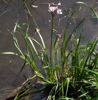 Butomus umbellatus