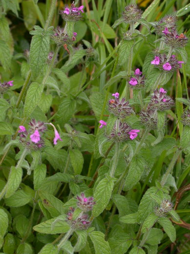 Clinopodium vulgare