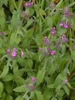 Clinopodium vulgare