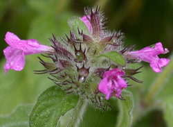 Clinopodium vulgare