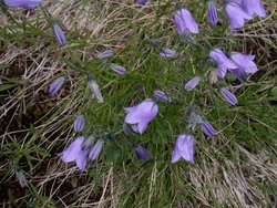 Campanula bohemica ssp. bohemica