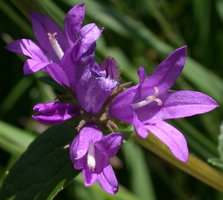 Campanula glomerata (dzwonek skupiony)