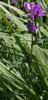 Campanula glomerata (dzwonek skupiony)