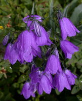 Campanula serrata